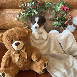 sirius aussies australian shepherd 5 weeks old puppy, 2 available